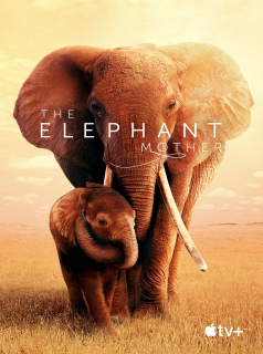 The Elephant Mother streaming