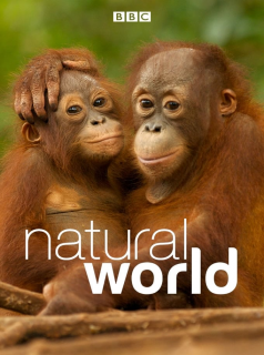 série Natural World Saison 18 en streaming voir Natural World Saison 18 en streaming