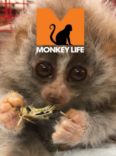 voir Monkey Life Saison 7 en streaming 